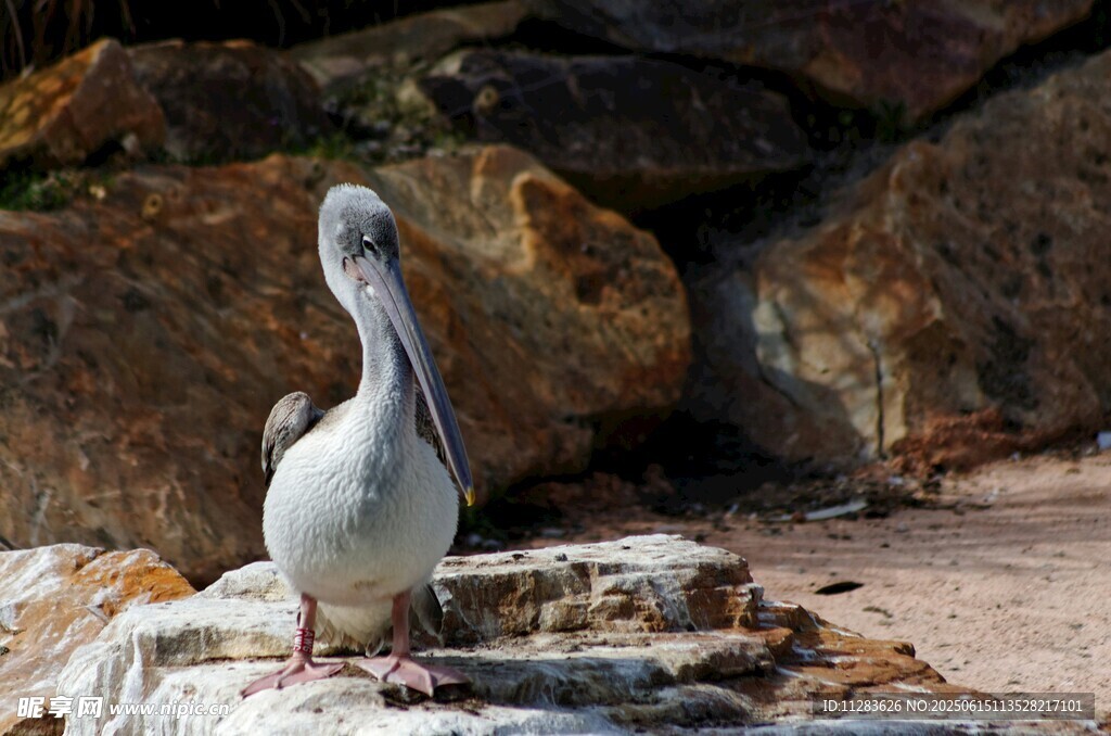 岩石边站立的鹈鹕