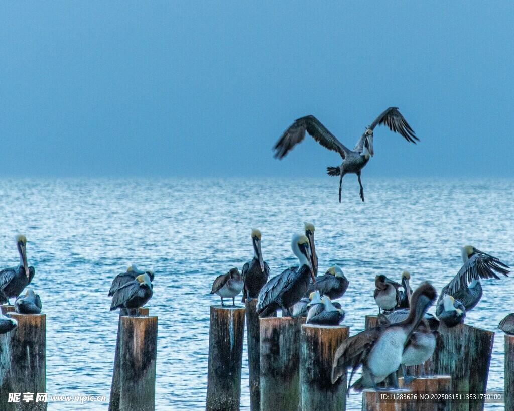 海边木桩上的群鸟与飞鸟