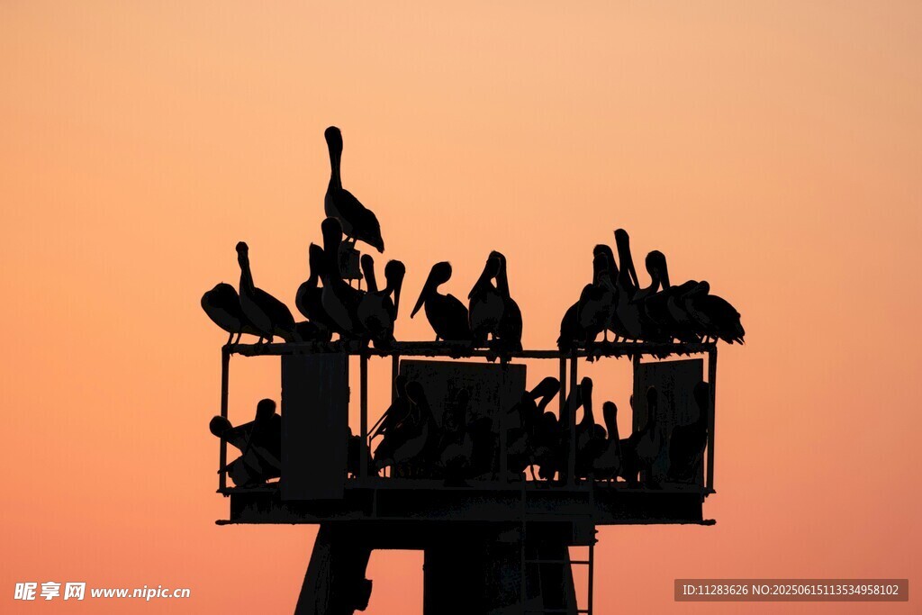 夕阳下的群鸟剪影