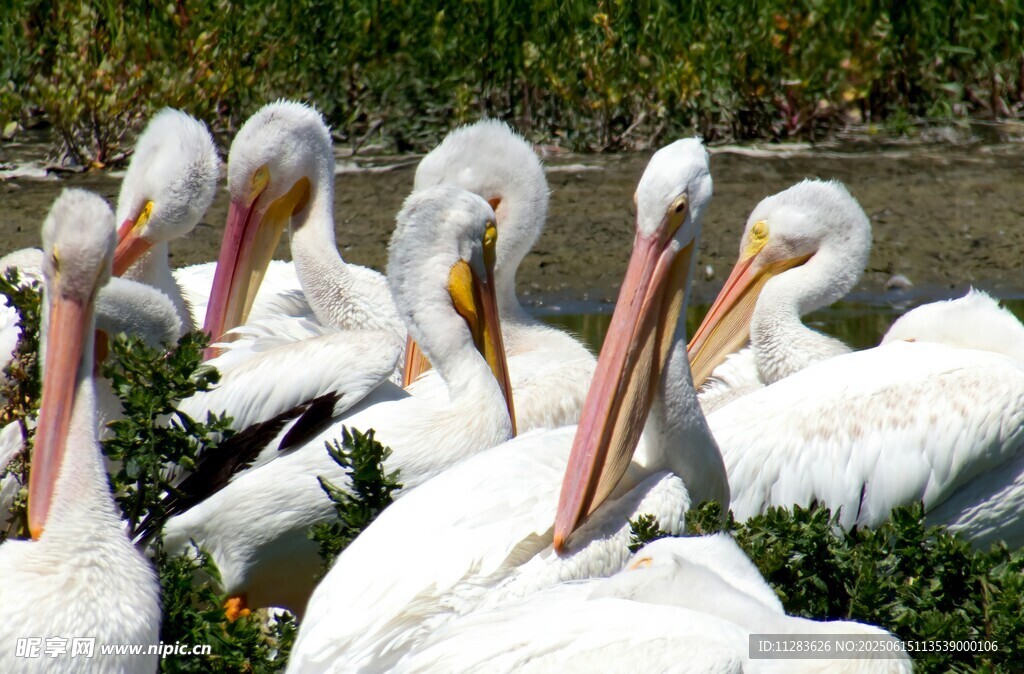 一群白鹈鹕聚集休憩