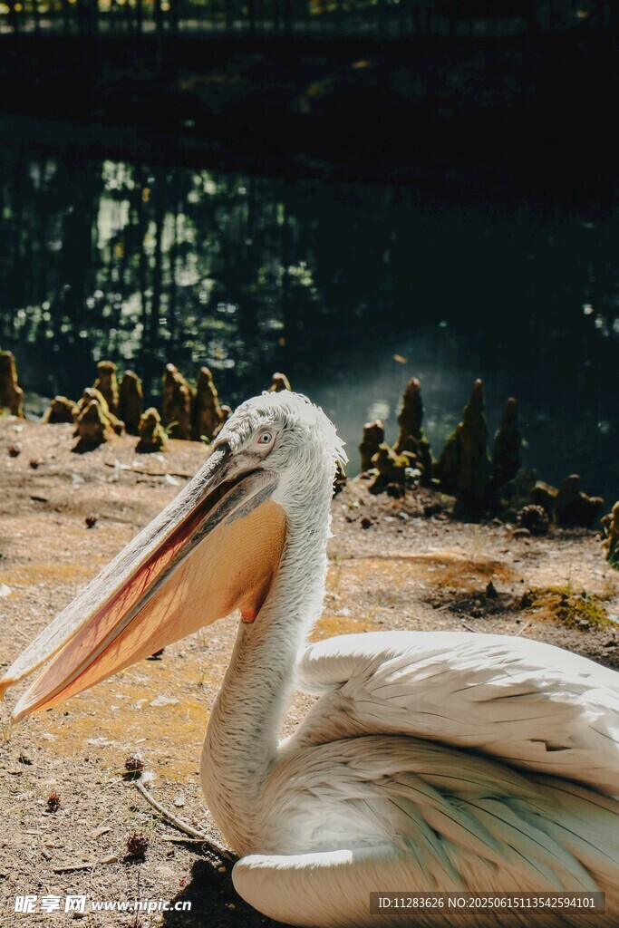 沙滩上休憩的白鹈鹕