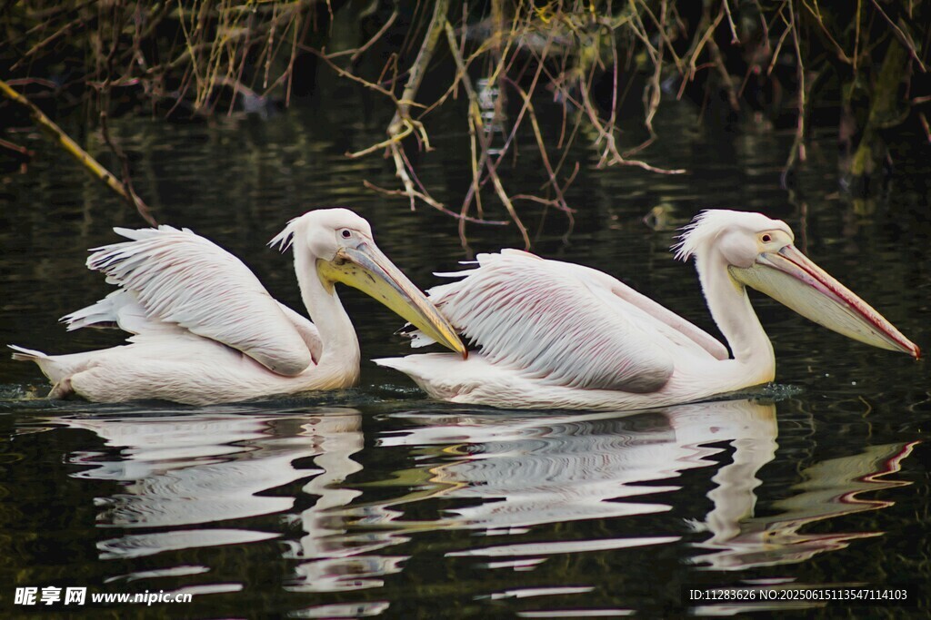 水中白鹈鹕优雅游弋