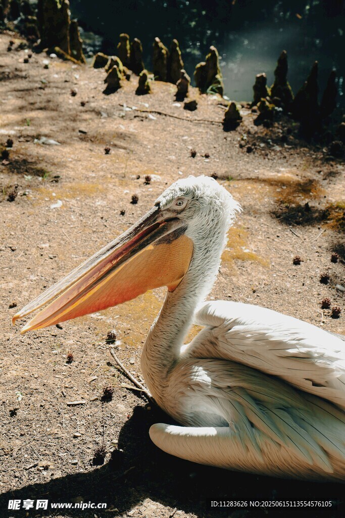 沙滩上休憩的鹈鹕
