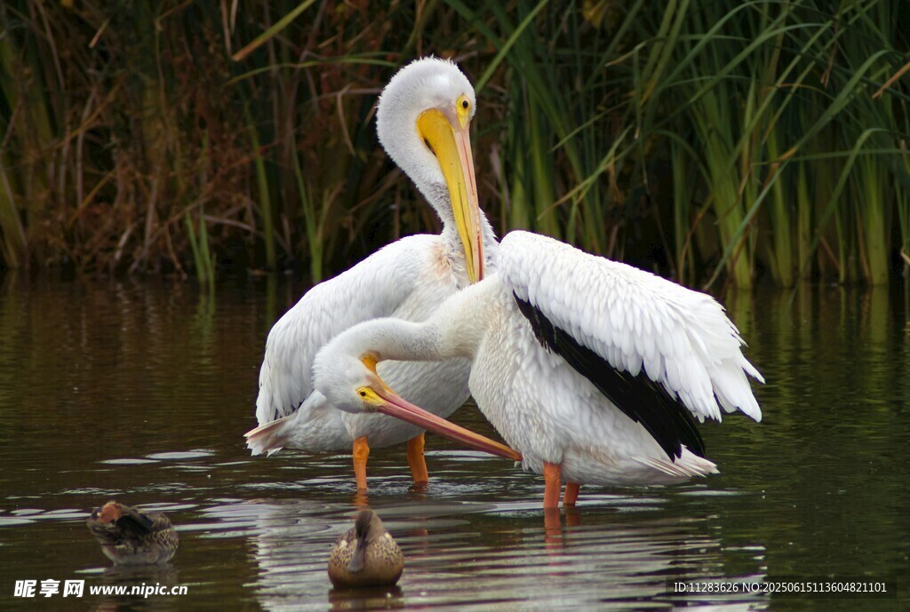 白鹈鹕于水边优雅伫立