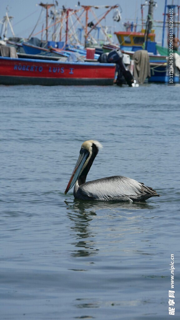 水中鹈鹕与远处船只