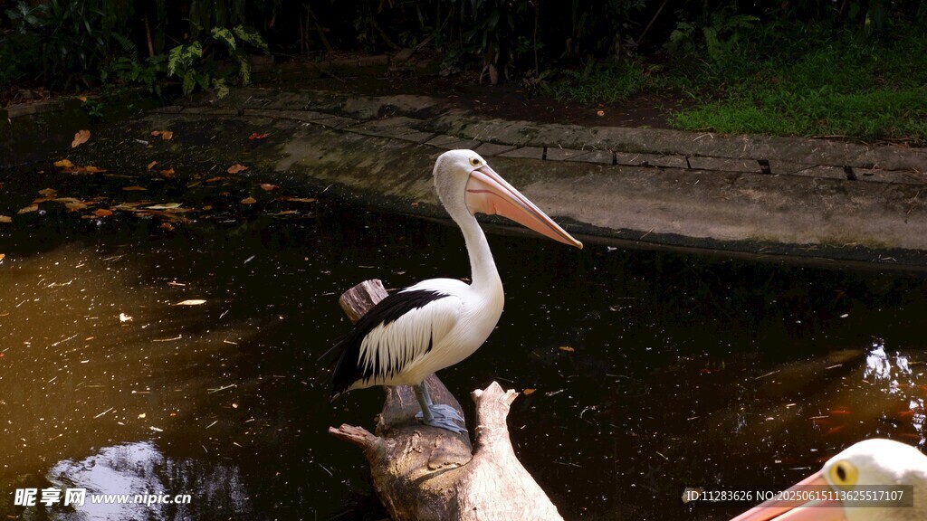 池塘边的鹈鹕与群鸟