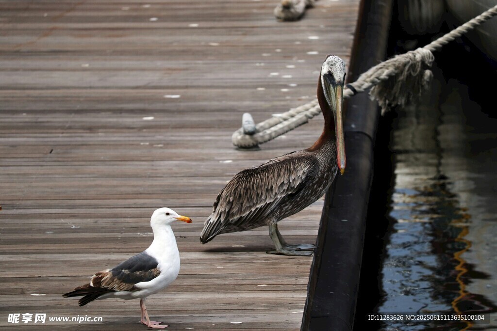 码头边的海鸟群聚景象