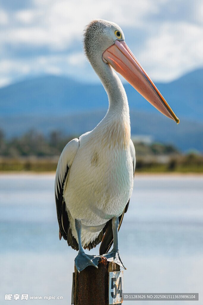 鹈鹕立于木桩眺望远方