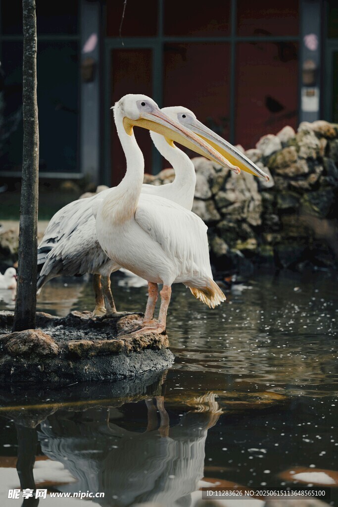 水边优雅的白鹈鹕