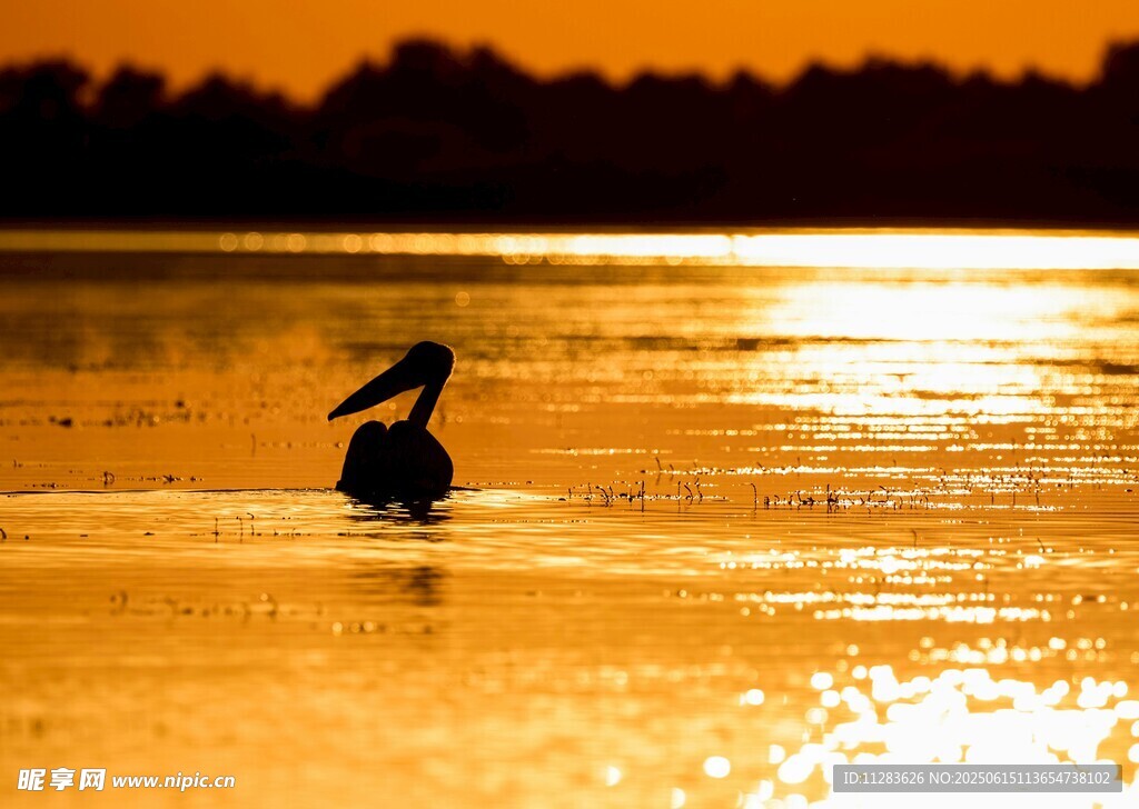 夕阳下水中独栖的鸟儿