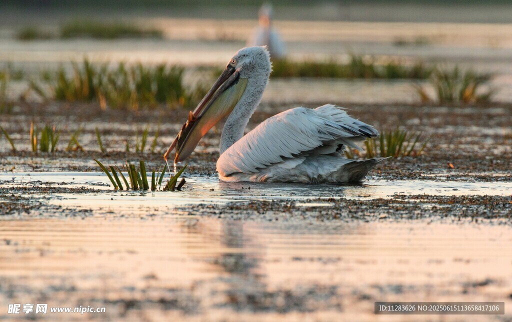 夕阳下水中觅食的鹈鹕