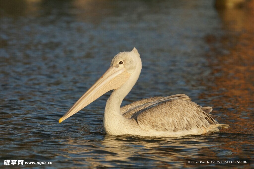 水中漂浮的鹈鹕