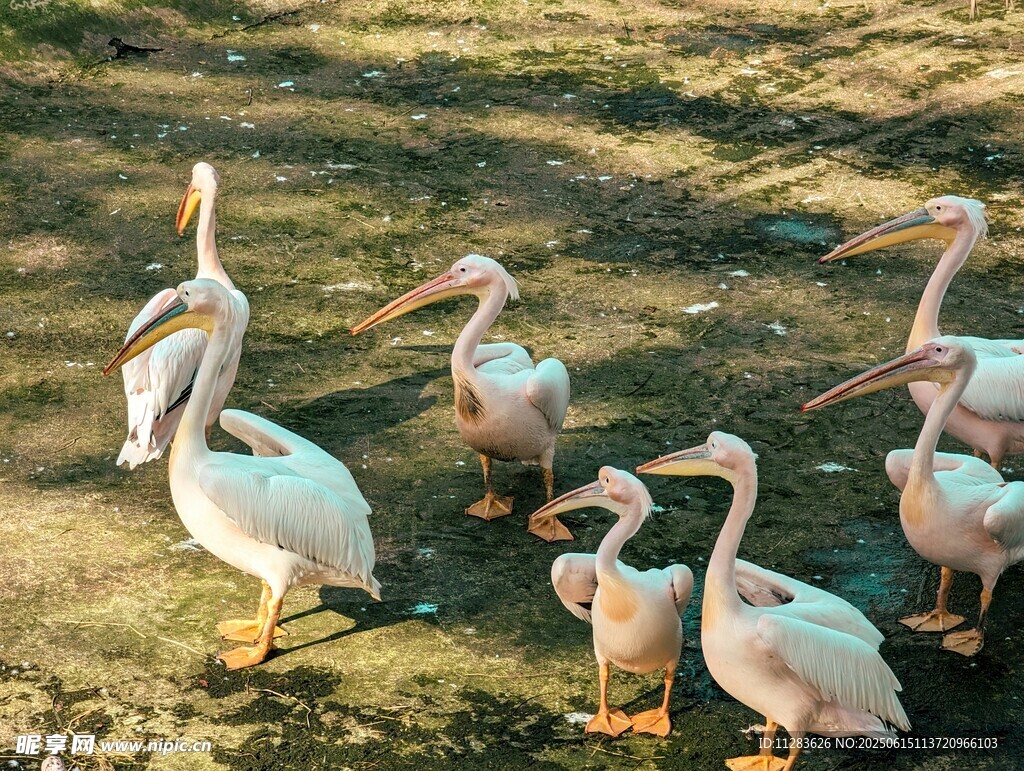 草地上的一群白鹈鹕