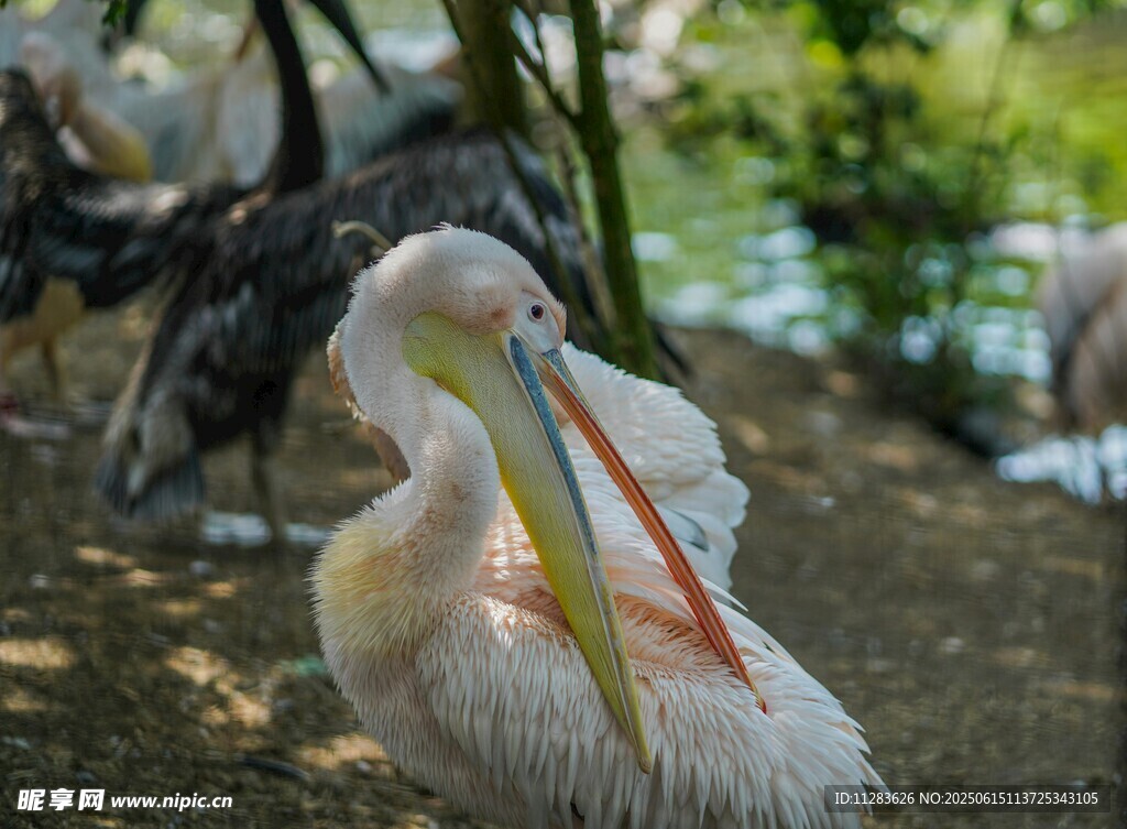 水边休憩的鹈鹕