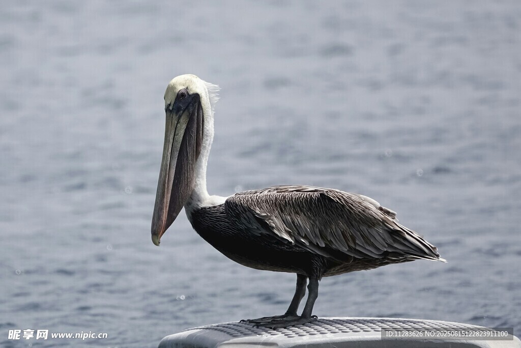 鹈鹕立于水边岩石