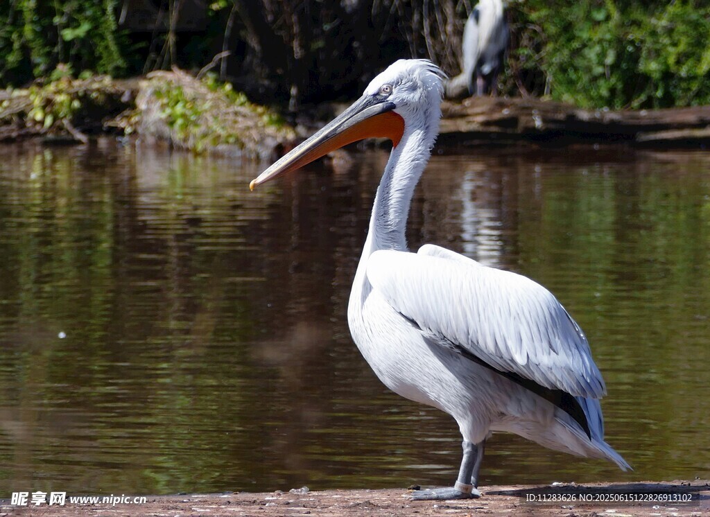 水边站立的白色鹈鹕