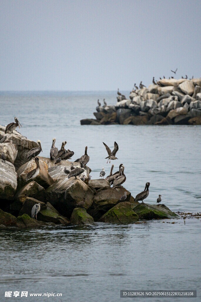 海鸟栖息于礁石之上