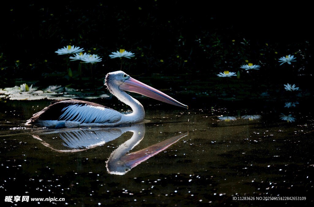 水中鹈鹕及其美丽倒影