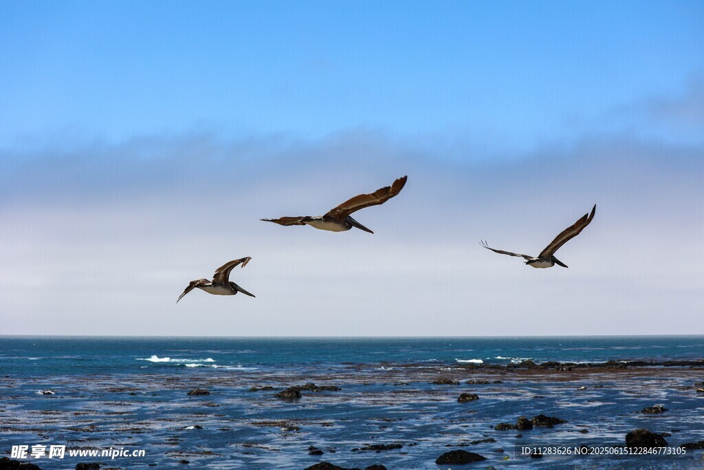 海鸟翱翔于碧海蓝天间