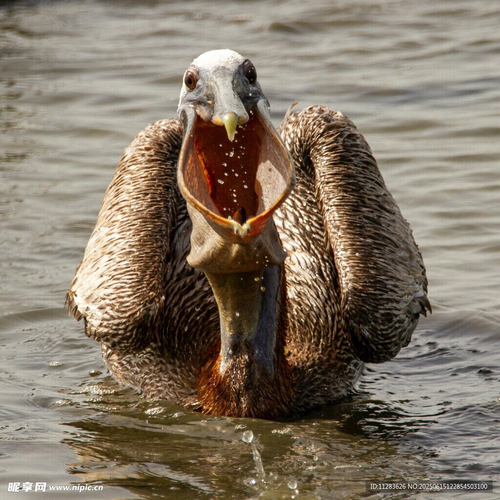 鹈鹕水中捕鱼瞬间