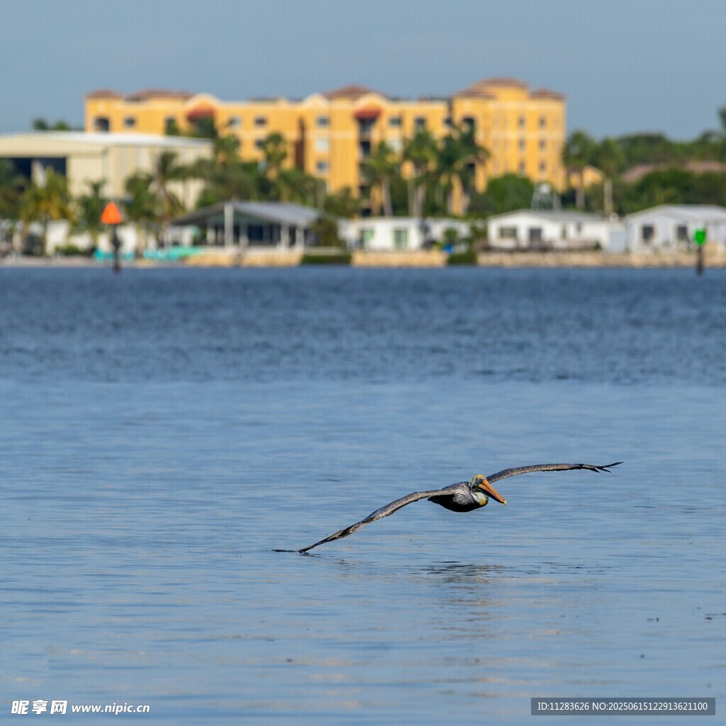 水面上飞翔的鹈鹕