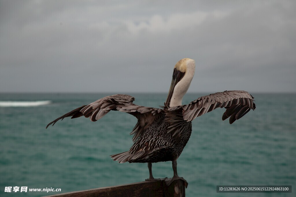 鹈鹕展翅于海边木栏