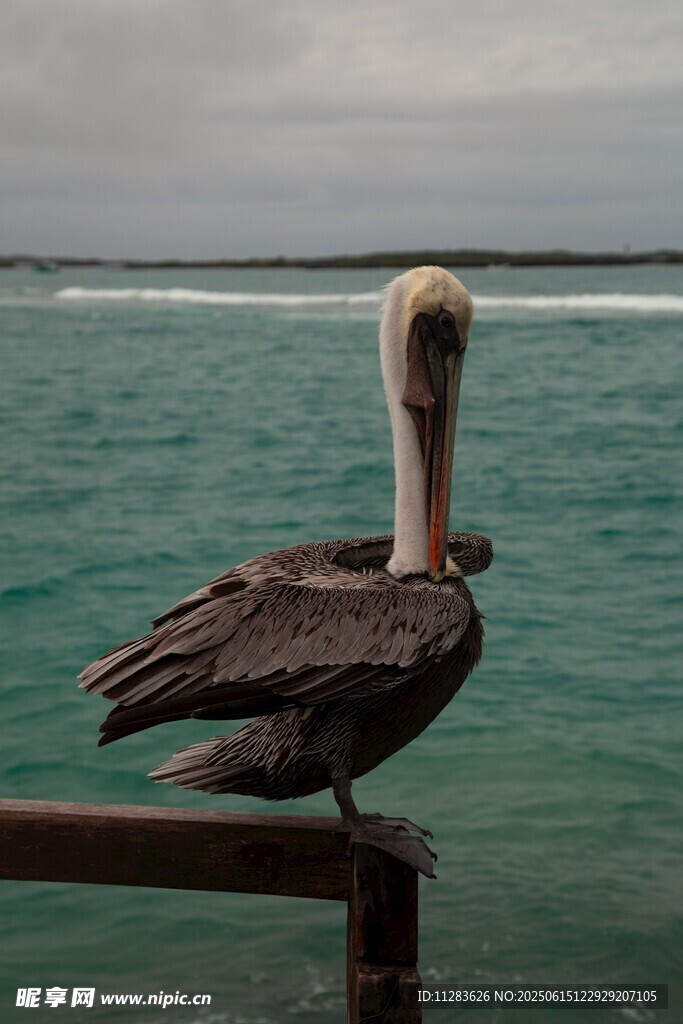 海边木栏上的鹈鹕