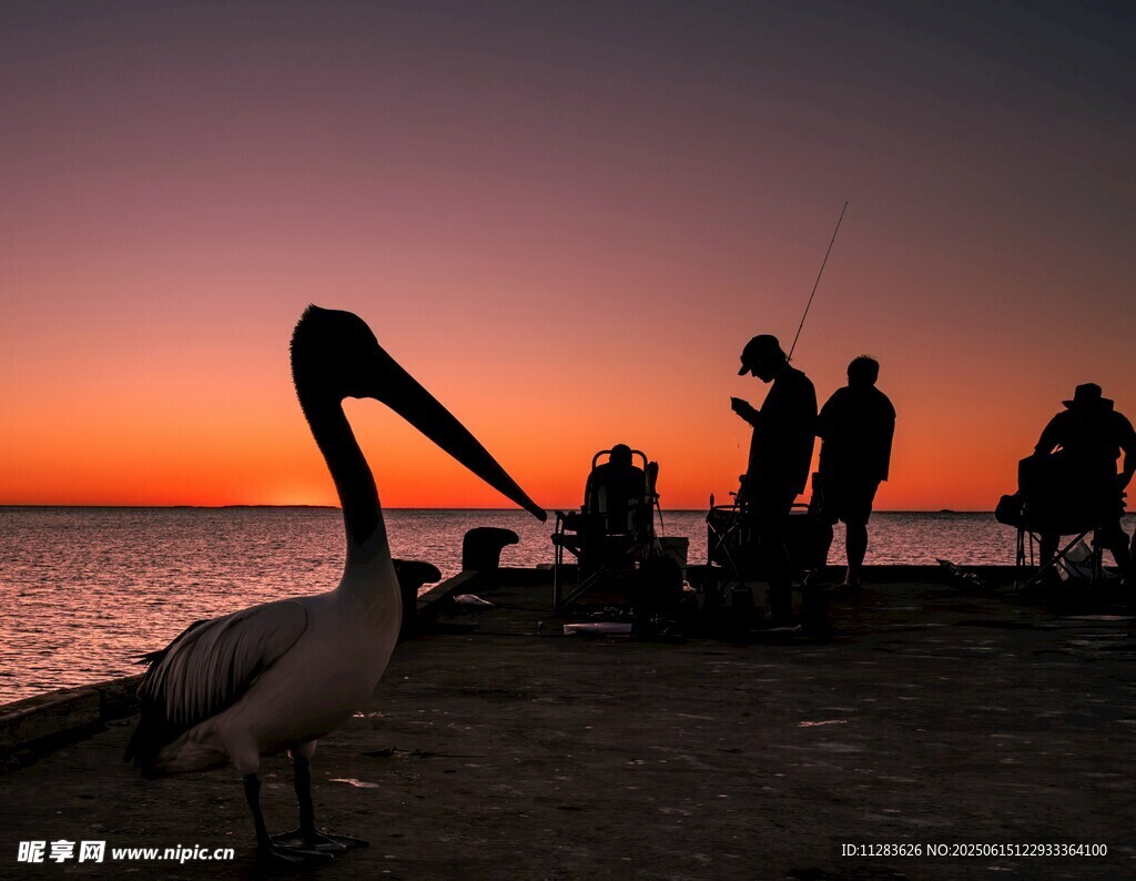 夕阳下的鹈鹕与钓鱼人群
