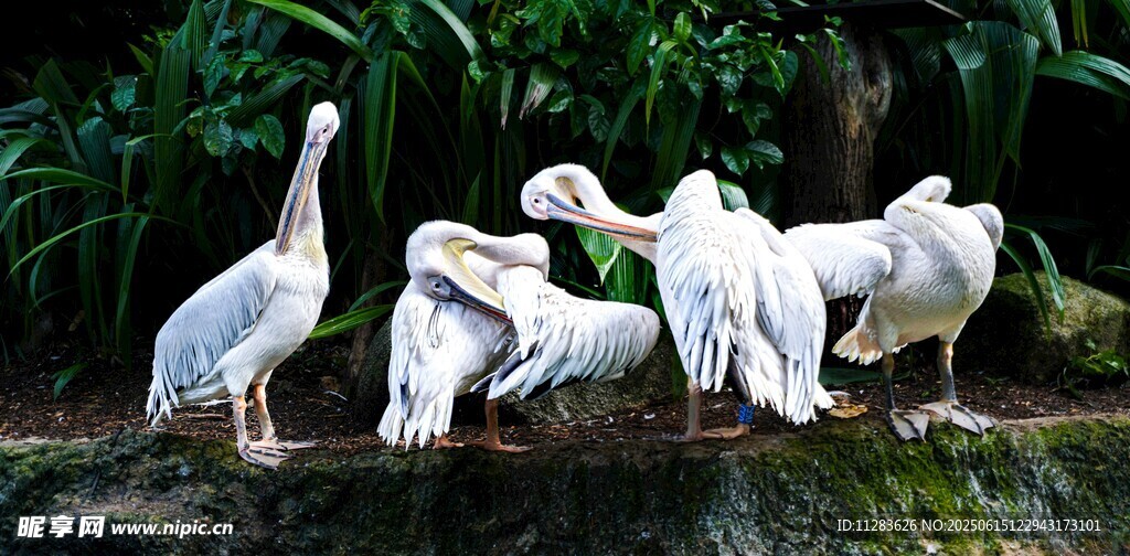 一群白鹈鹕栖息于绿植旁