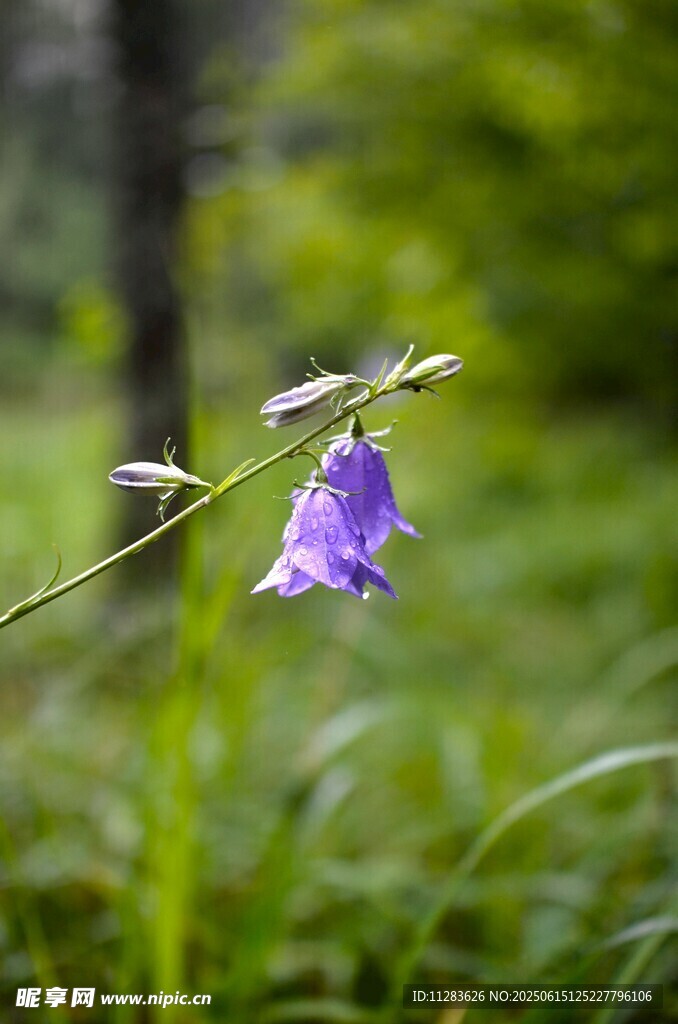 紫色风铃花绽放于绿野
