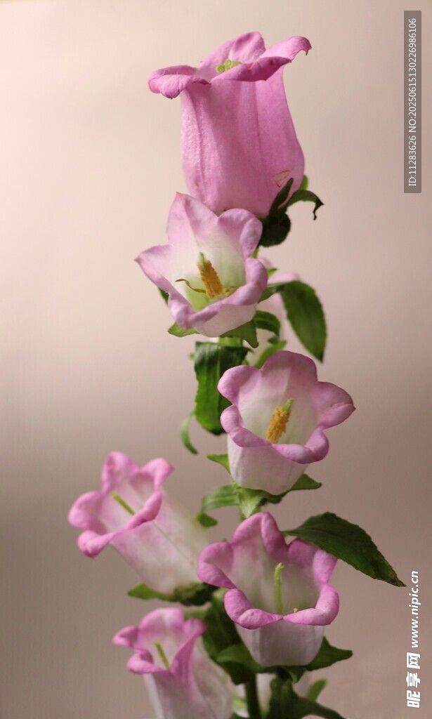 粉色风铃花绽放美丽