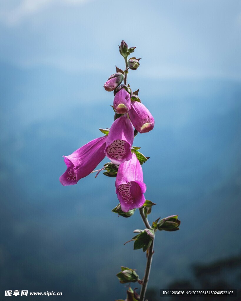娇艳粉色风铃花