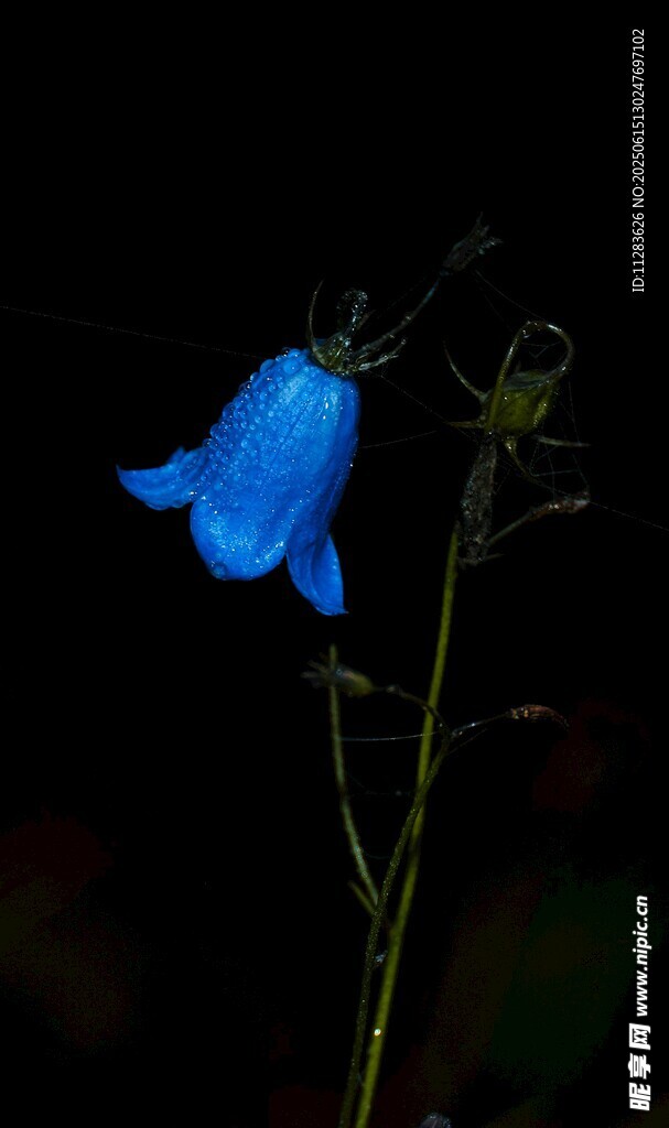 蓝色风铃花特写