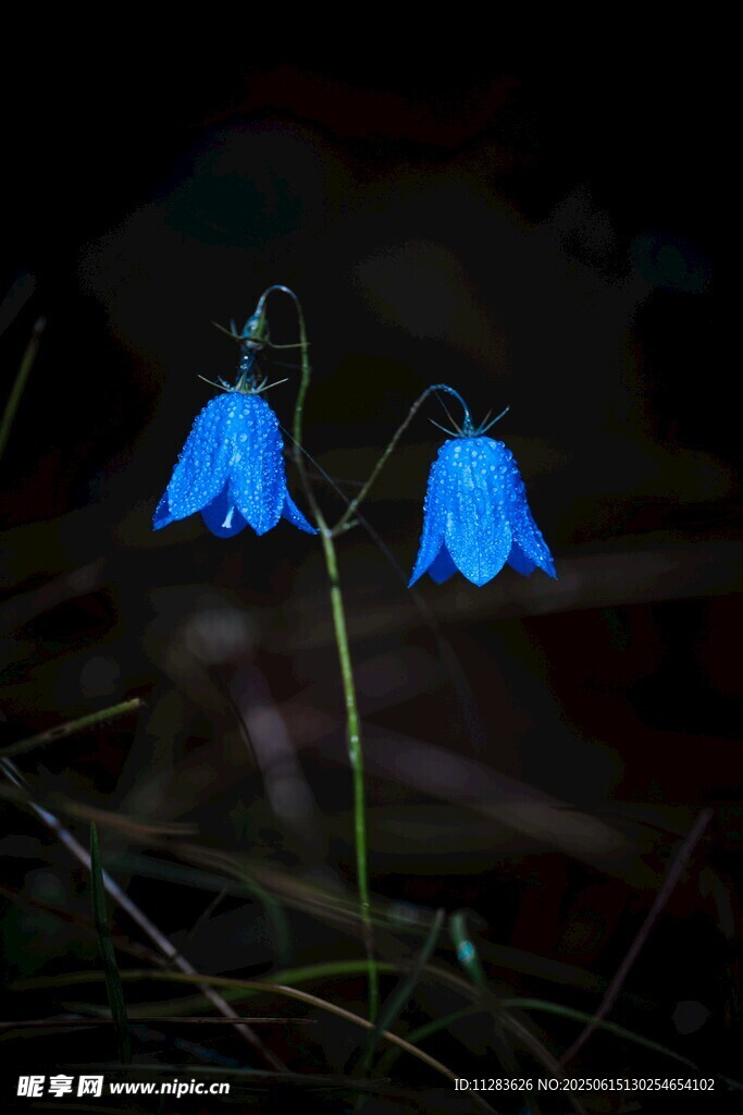 两朵蓝色风铃花