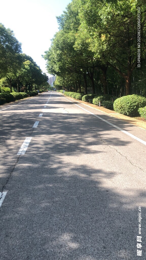 林荫下的宽阔柏油马路