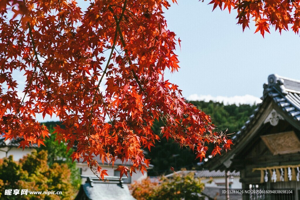 秋日红枫下的古朴建筑