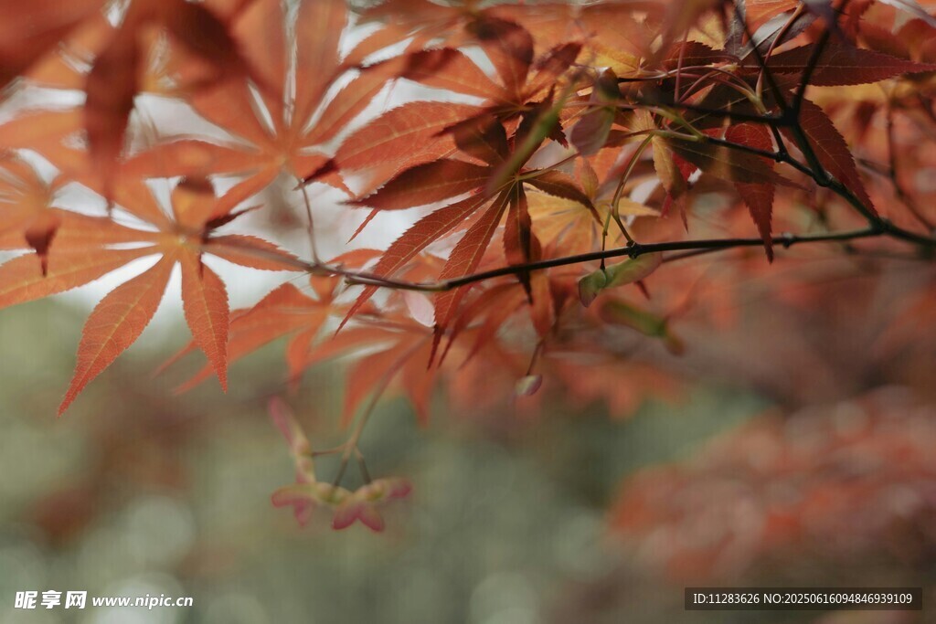 秋日红枫叶特写