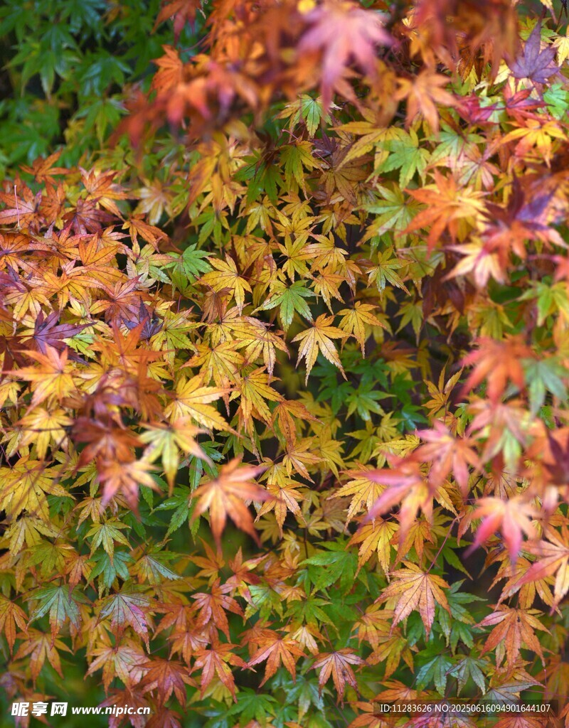 多彩枫叶植物景观
