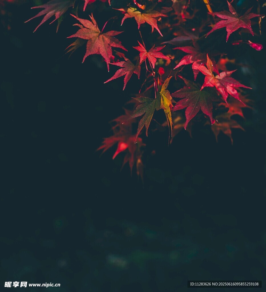 红枫叶的静谧之美