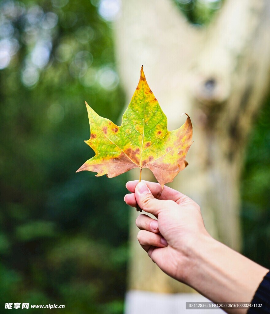 手持秋叶赏秋景