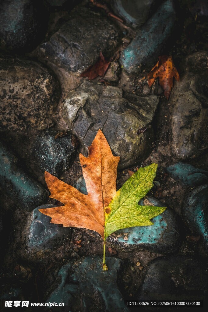 落叶于石间的秋日景致