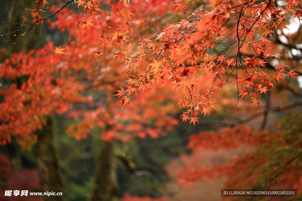秋日红枫美景