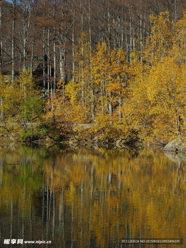 秋日湖畔绚烂树林美景