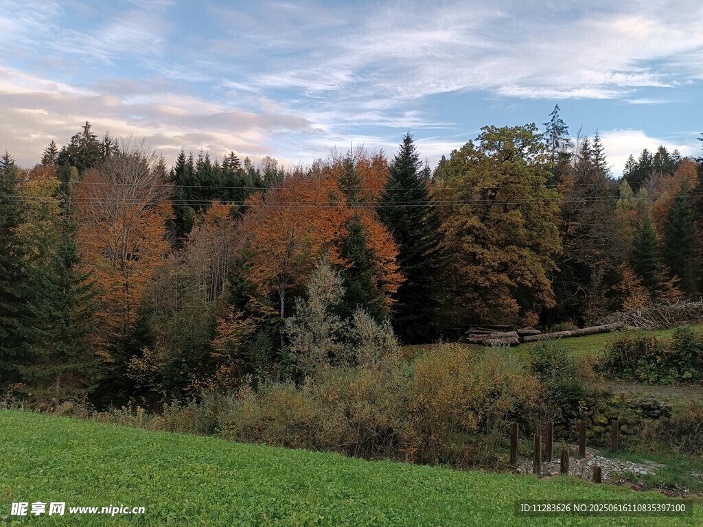 秋日山林下的翠绿草地
