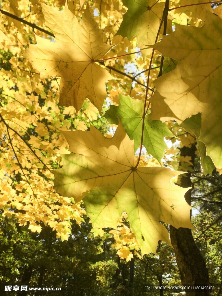 秋日金黄树叶特写