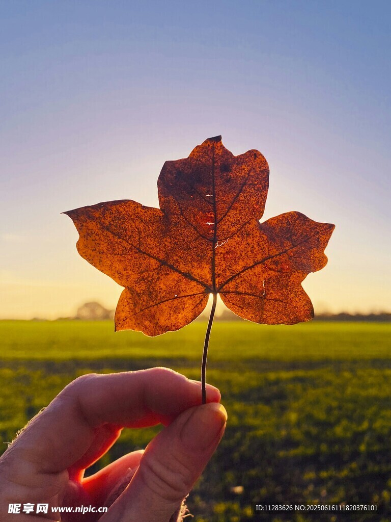 夕阳下的手捧枫叶