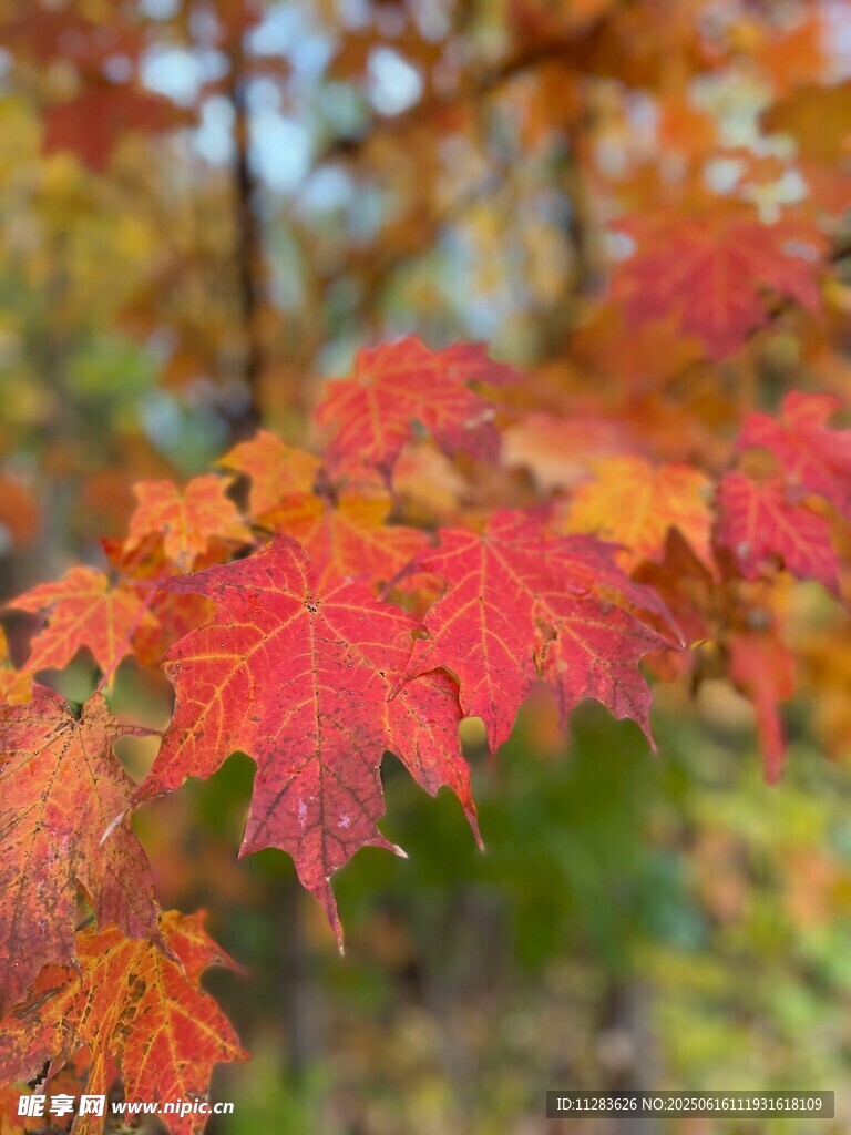 秋日红枫叶特写