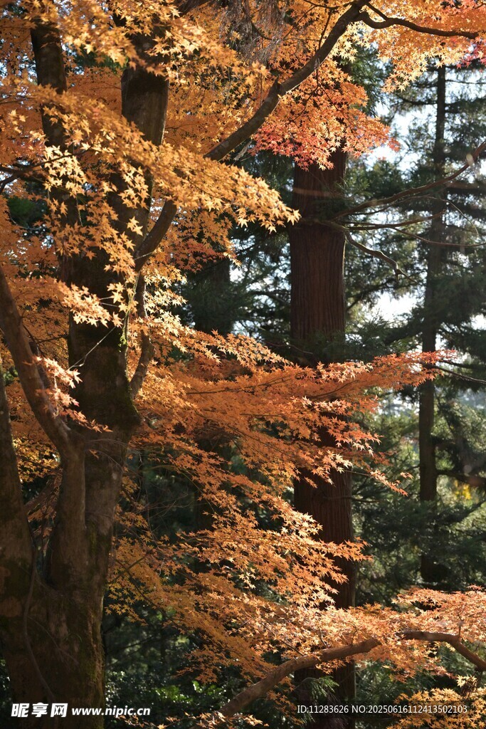 秋日枫林美景