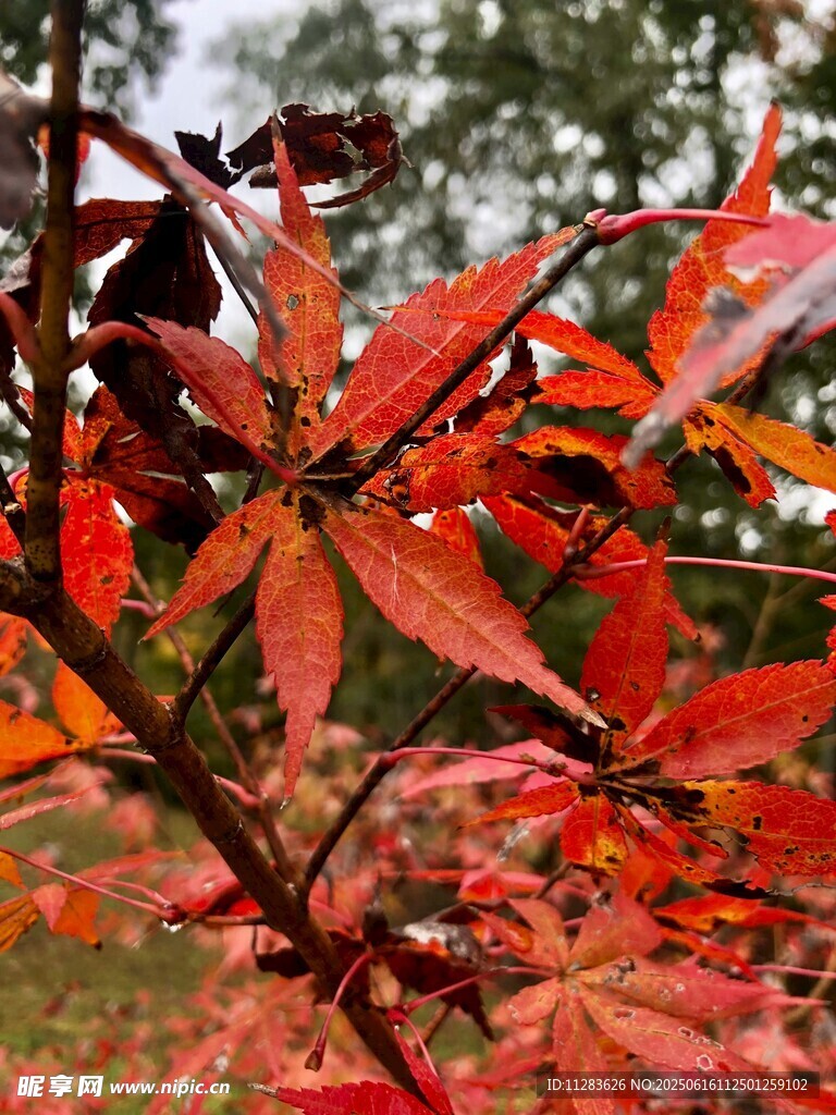 秋日红枫叶特写