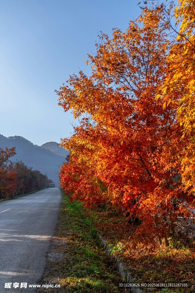 秋日公路旁绚烂红叶美景
